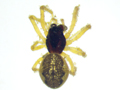 Pachygnatha degeeri
